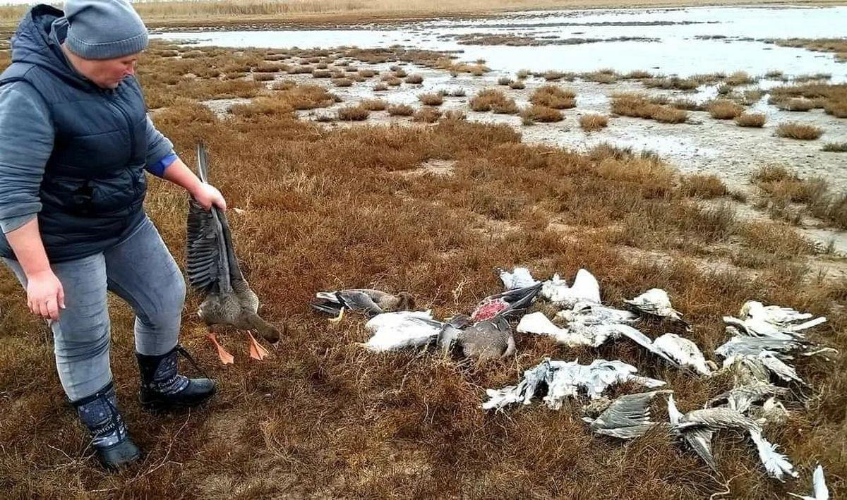 Працівники заповідника виявили в заплаві річки Хаджидер на території парку загиблих птахів / фото facebook.com/Національний-природний-парк-Тузлівські-лимани-432082570182393