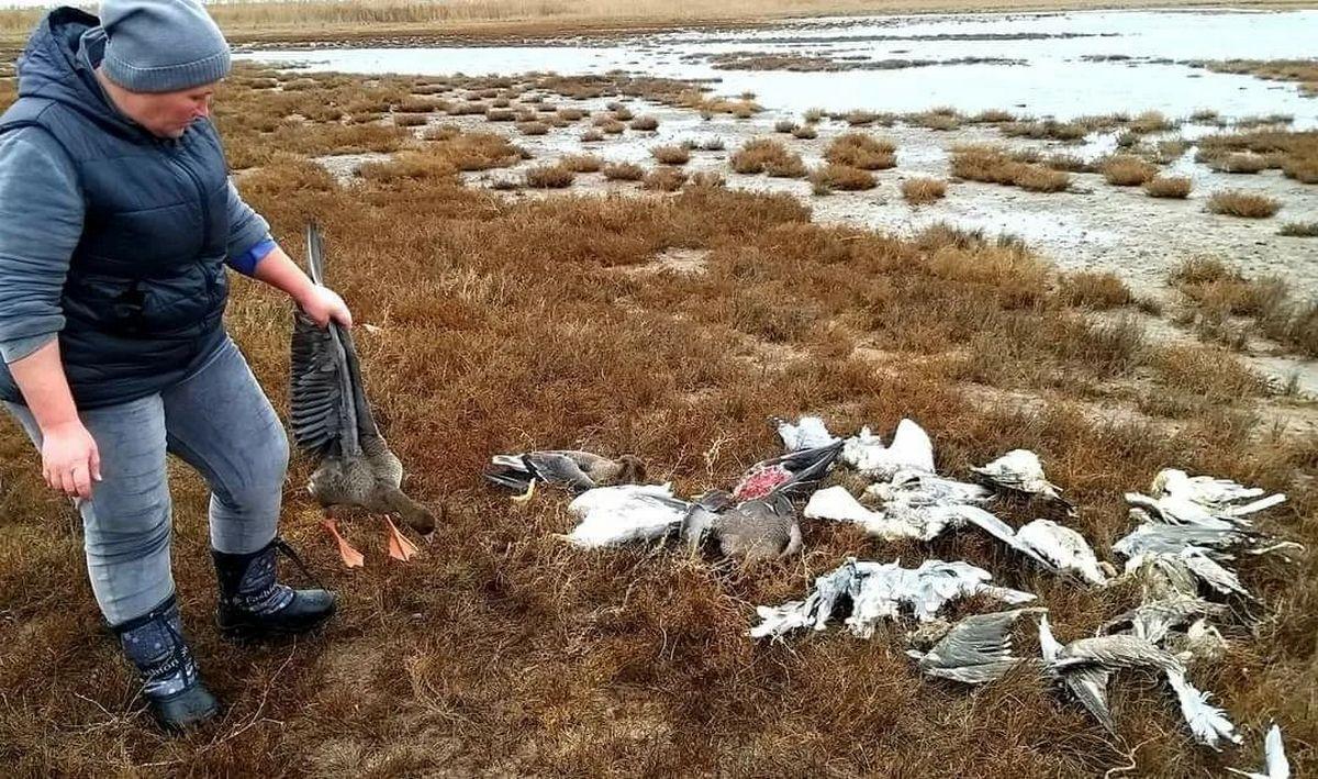 Працівники заповідника виявили в заплаві річки Хаджидер на території парку загиблих птахів / фото facebook.com/Національний-природний-парк-Тузлівські-лимани-432082570182393 Працівники заповідника виявили в заплаві річки Хаджидер на території парку загиблих птахів / фото facebook.com/Національний-природний-парк-Тузлівські-лимани-432082570182393