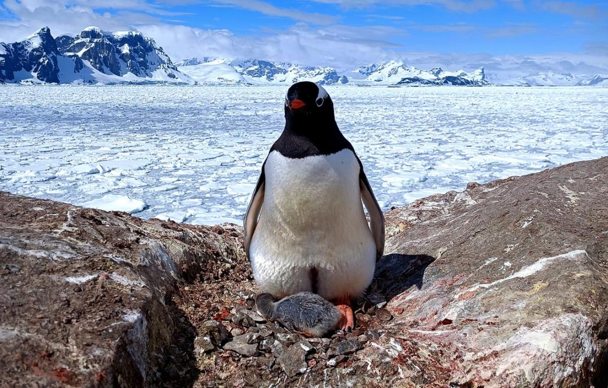 В Антарктиці почали вилюплюватися маленькі пінгвінятка / фото Марта Дзиндра та Сергій Глотов