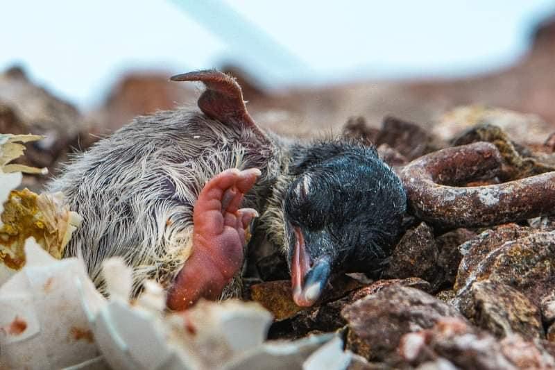 У "Вернадского" начали рождаться маленькие пингвинята / фото Марта Дзындра и Сергей Глотов