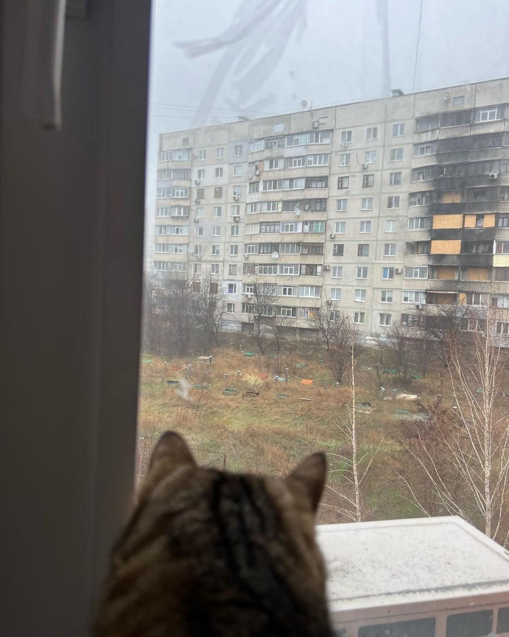 Знаменитий кіт Степан повернувся додому до Харкова / фото instagram.com/loveyoustepan