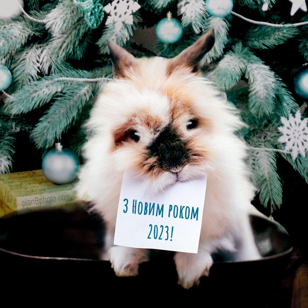 Листівки з Новим роком 2023 / фото planbphoto.com Листівки з Новим роком 2023 / фото planbphoto.com