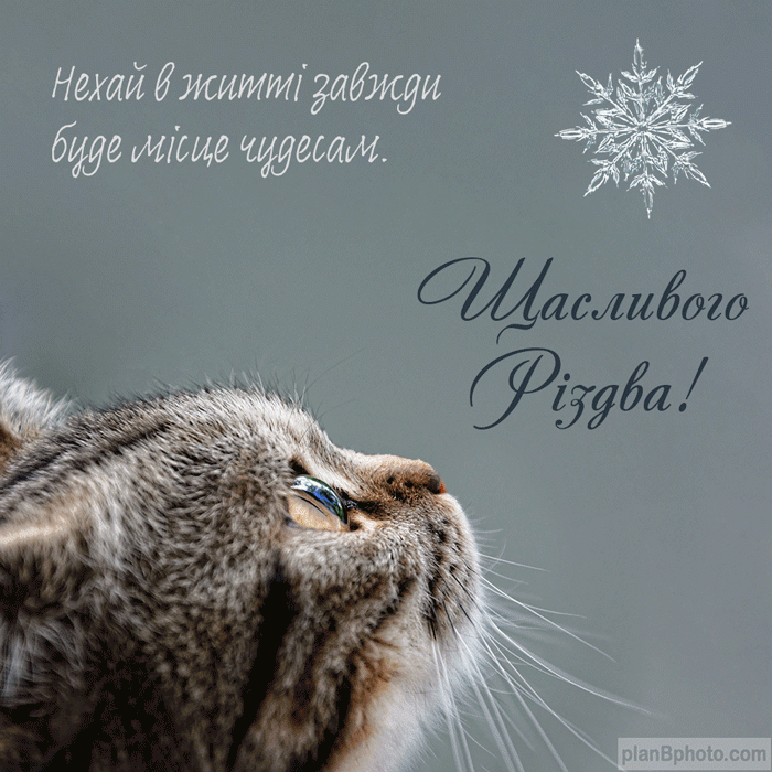 Листівки з Новим роком 2023 / фото planbphoto.com Листівки з Новим роком 2023 / фото planbphoto.com