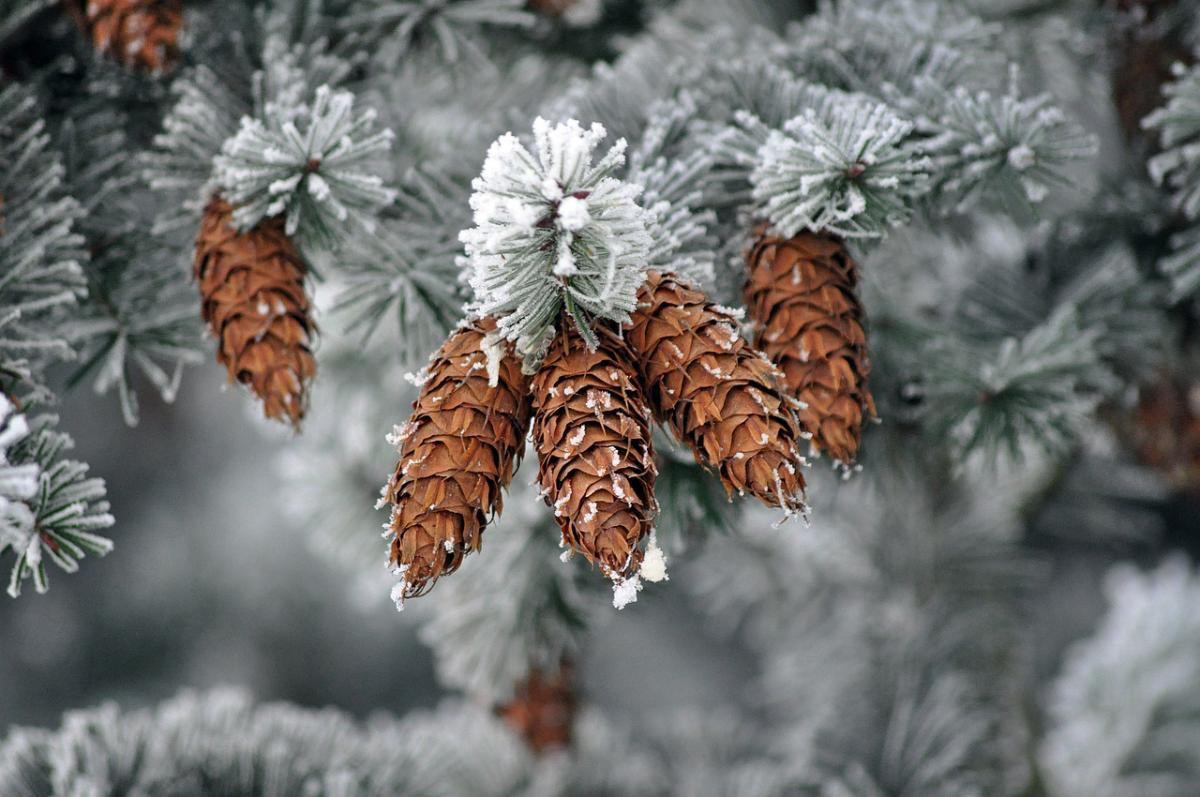 12 января в Украине начнет немного теплеть / фото Artur Pawlak, Pixabay