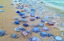 На узбережжя заповідника у Одеської області викинуло мільйони гігантських медуз (фото)