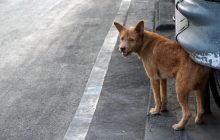 Після вибухів на авіабазах у Росії закликали скидати на позиції ЗСУ собак