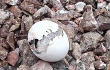 Українські полярники показали момент народження субантарктичного пінгвіна (відео)