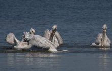 В заповедник Одесской области прилетели краснокнижные пеликаны (фото)