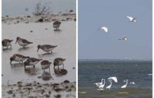 У "Тузлівських лиманах" може загинути багато рідкісних птахів: вони не змогли полетіти
