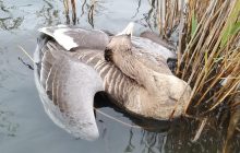 На Одещині через використання отрутохімікатів загинули тисячі диких птахів і тварин (фото)