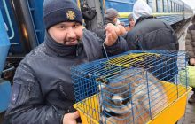 Тренування перед поверненням херсонського єнота: на Донеччині врятували смугастого звіра (фото)