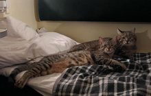 Кот Степан вынужден покинуть родной город: заинтриговал фото с любимой