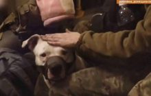 Из плена освободили питбуля защитников "Азовстали", которого отдавали Кадырову (фото)