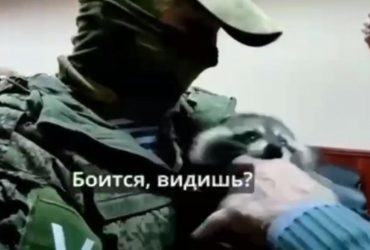 Украденный в Херсоне енот укусил коллаборанта Сальдо (видео)