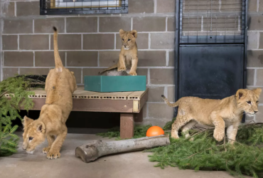 Врятовані з України левенята прибули до США (фото)