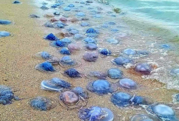 На узбережжя заповідника у Одеської області викинуло мільйони гігантських медуз (фото)