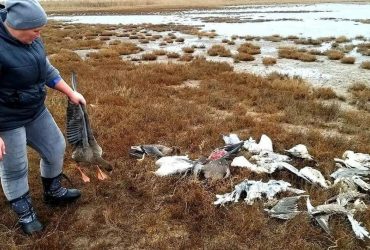 У заповіднику Тузлівські лимани зафіксована масова загибель птахів