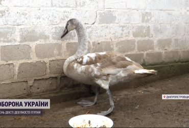 70-річний чоловік врятував лебедя, який примерз на ставку