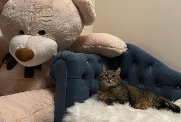 Знаменитый кот-блогер Степан вернулся домой в Харьков: появились фото