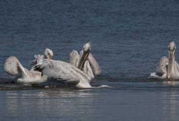 До заповідника Одеської області прилетіли червонокнижні пелікани (фото)