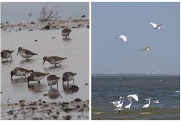 У Тузлівських лиманах може загинути багато рідкісних птахів: вони не змогли полетіти