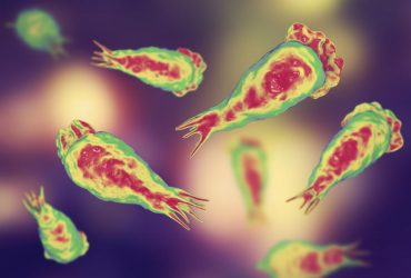 У Південній Кореї виявили перший випадок зараження амебою, яка виїдає людський мозок