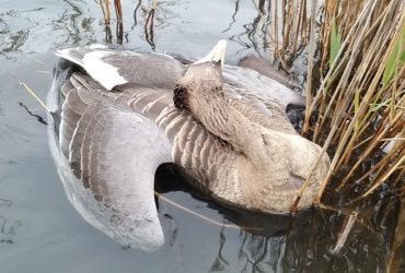 В Одесской области из-за использования ядохимикатов погибли тысячи диких птиц и животных (фото)