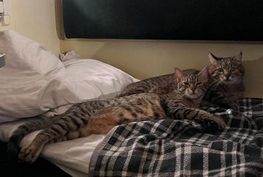 Кот Степан вынужден покинуть родной город: заинтриговал фото с любимой