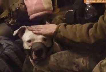 Из плена освободили питбуля защитников Азовстали, которого отдавали Кадырову (фото)