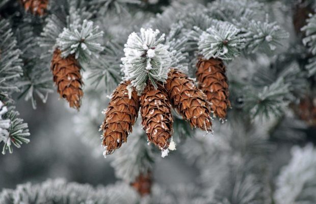 Зі Старим Новим роком 2023: як красиво привітати у віршах, картинках та листівках