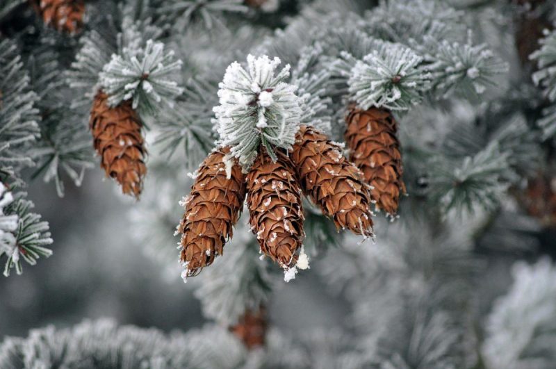 12 декабря праздник Украина / фото Artur Pawlak, Pixabay