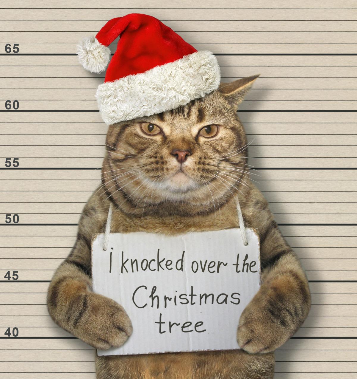 Котячий Новий рік / depositphotos.com Котячий Новий рік / depositphotos.com