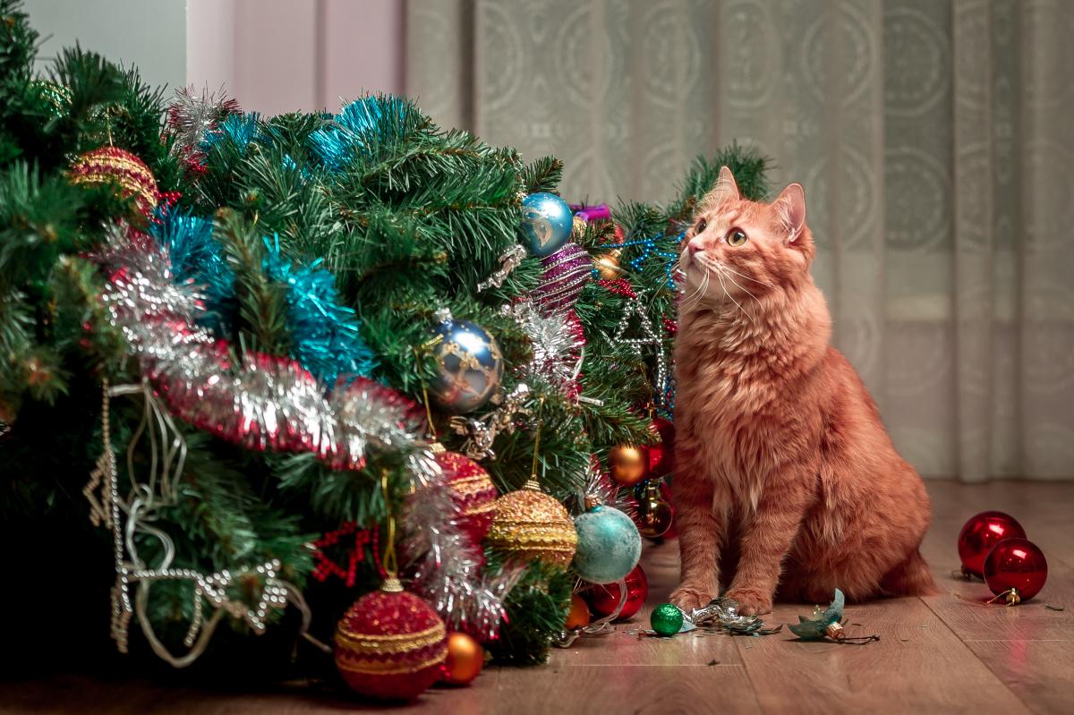 Кошачий Новый год / depositphotos.com Кошачий Новый год / depositphotos.com