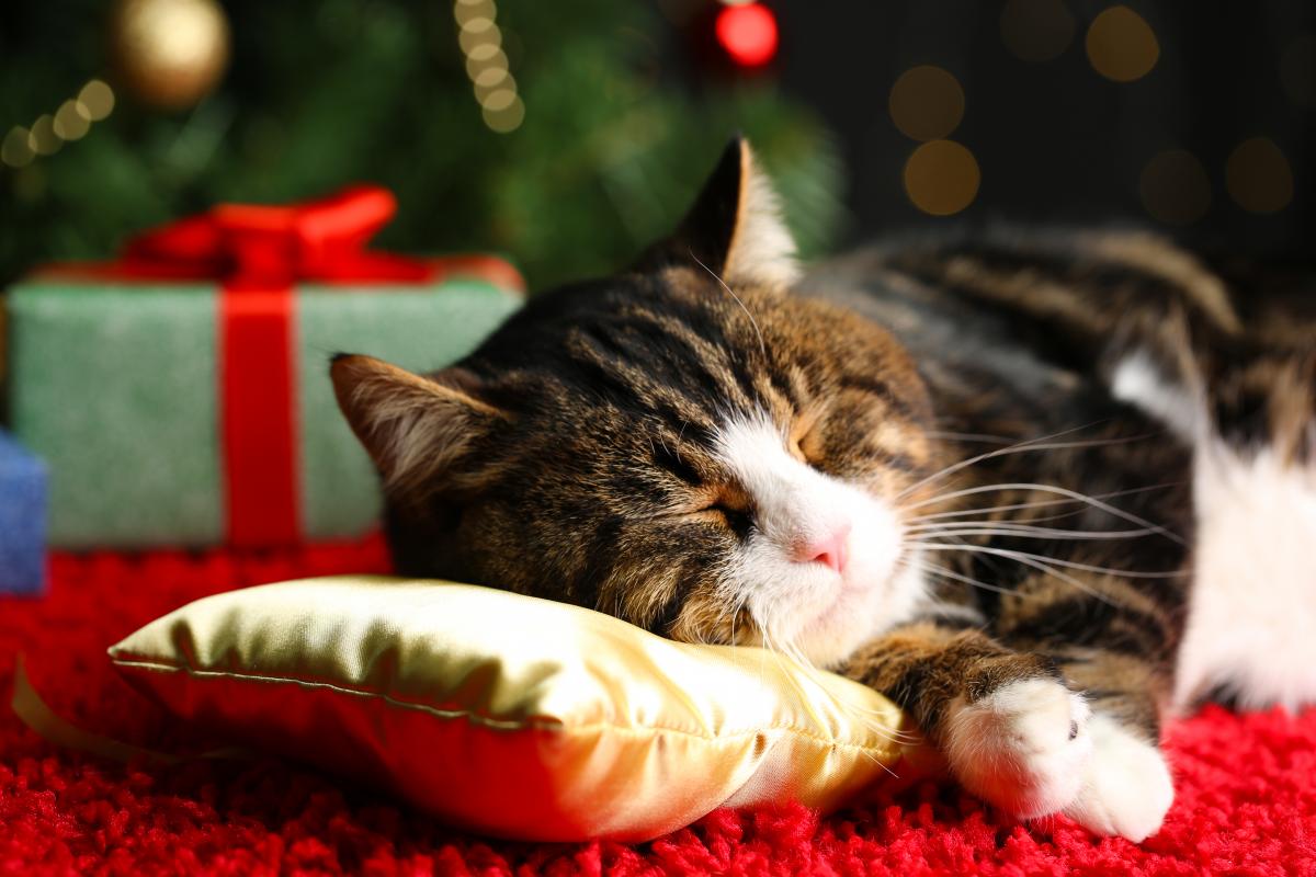 Котячий Новий рік / depositphotos.com Котячий Новий рік / depositphotos.com