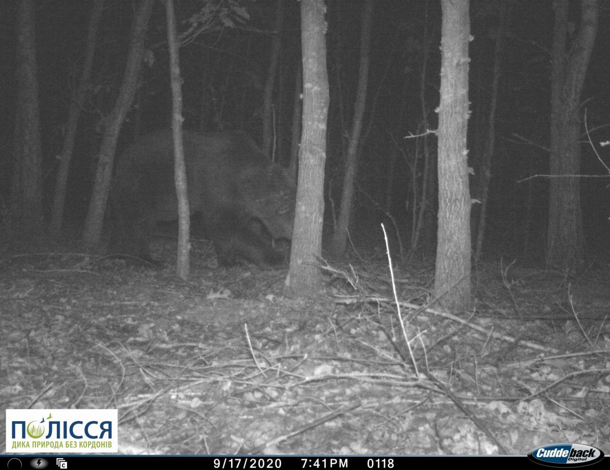 A brown bear in the Chernobyl zone in September 2020 / photo facebook.com/zapovidnyk2018