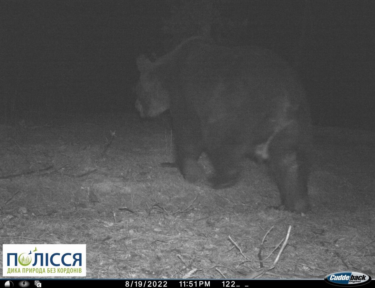 Бурый медведь в Чернобыльской зоне в августе 2022 года / фото facebook.com/zapovidnyk2018