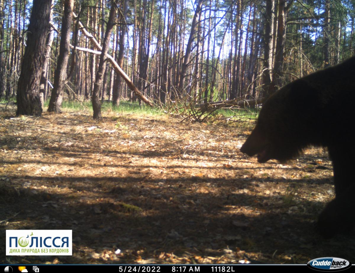 A brown bear in the Chernobyl zone in May 2022 / photo facebook.com/zapovidnyk2018