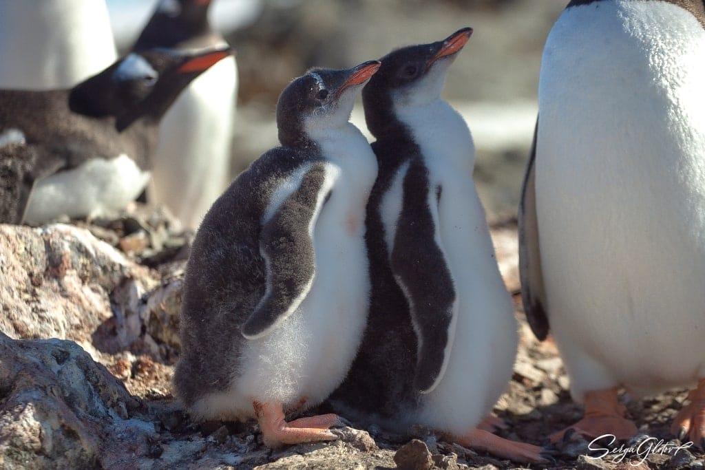 Пингвины с украинской станции "Академик Вернадский" заметно подросли / фото facebook.com/AntarcticCenter автор Сергей Глотов Пингвины с украинской станции "Академик Вернадский" заметно подросли / фото facebook.com/AntarcticCenter автор Сергей Глотов