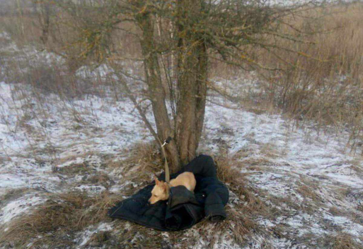 В Киевской области погиб мужчина / фото Нацполиция В Киевской области погиб мужчина / фото Нацполиция