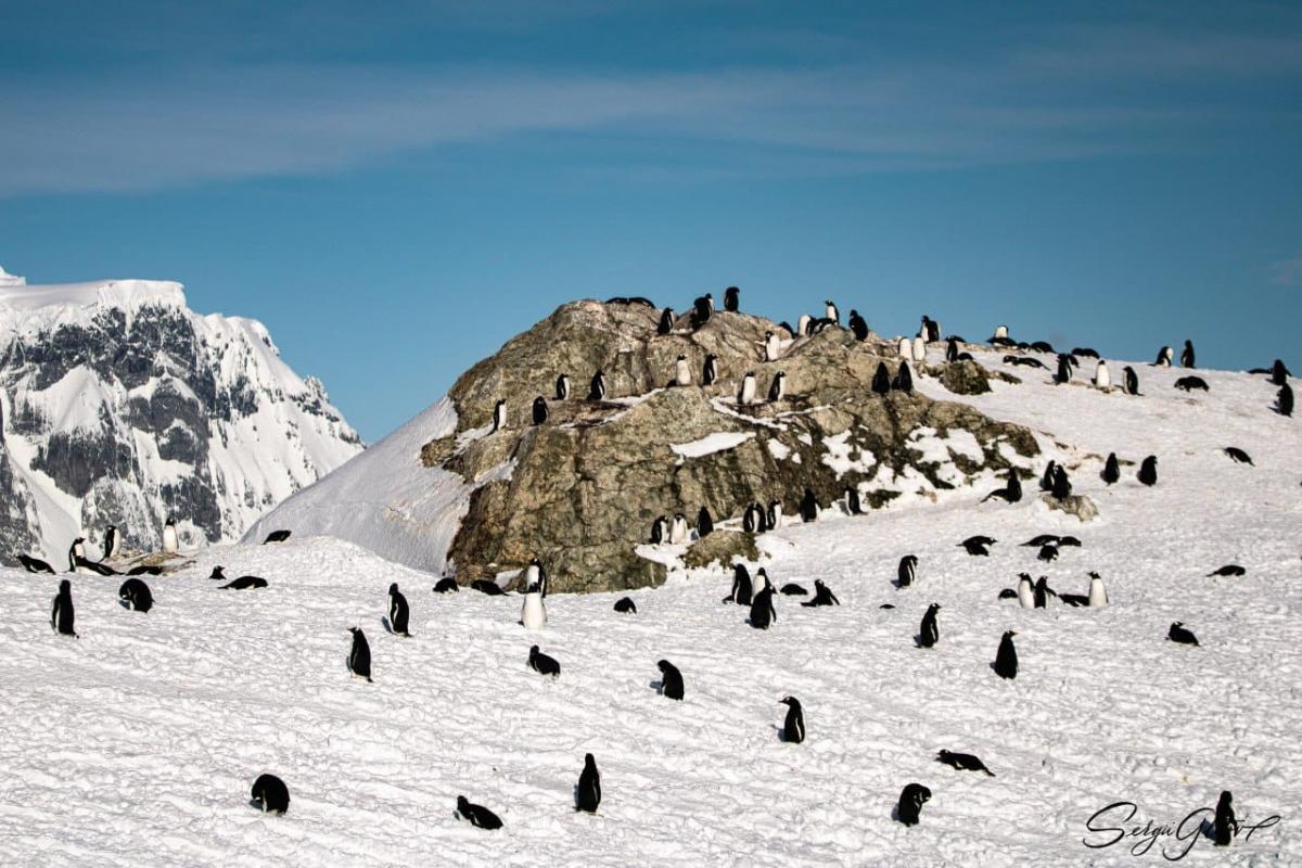 Пингвины возле "Вернадского" / фото facebook.com/AntarcticCenter автор Сергей Глотов