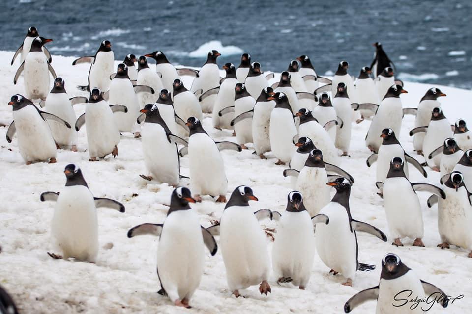 Пингвины возле "Вернадского" / фото facebook.com/AntarcticCenter автор Сергей Глотов