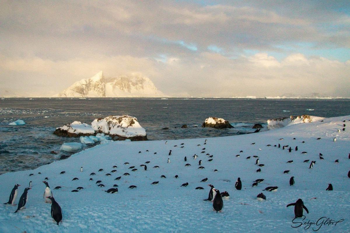 Пінгвіни біля "Вернадського" / фото facebook.com/AntarcticCenter, автор Сергій Глотов