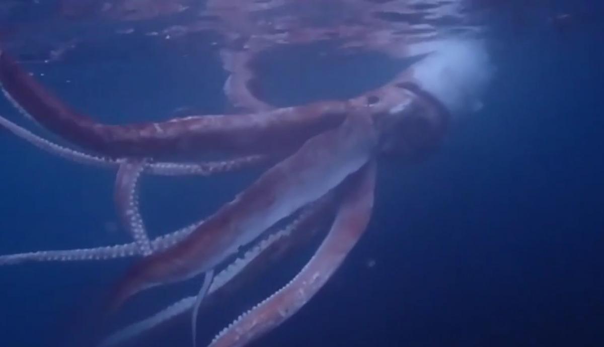 Гігантські кальмари можуть виростати до 11-12 метрів / скріншот з відео