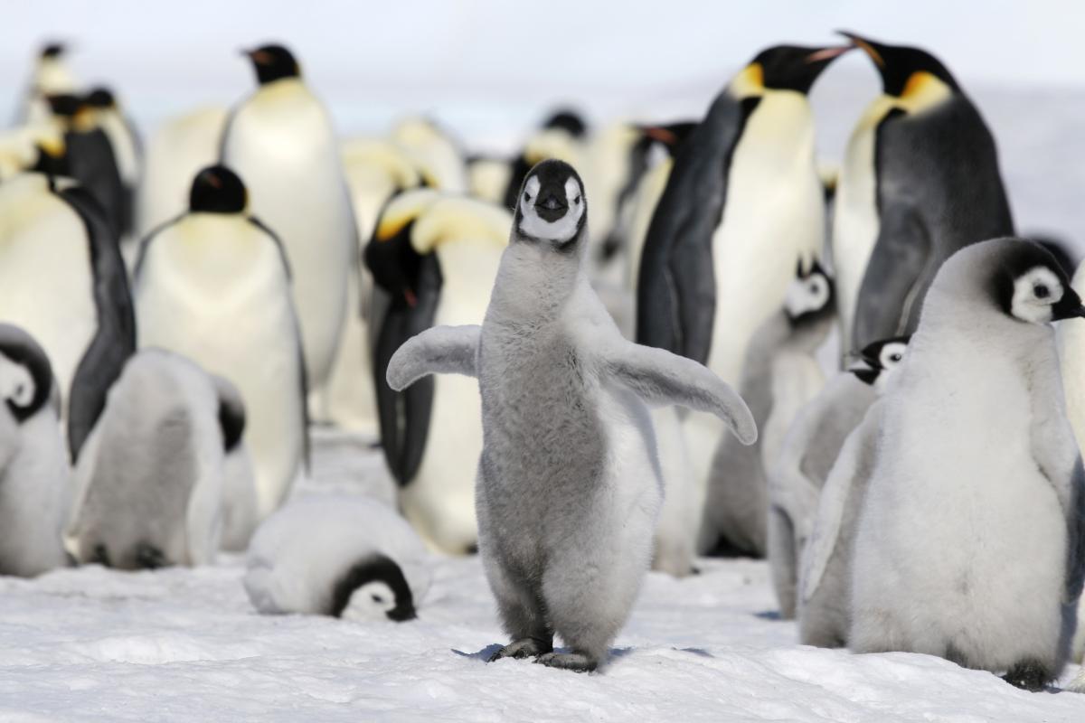 Riscaldamento globale – Migliaia di pulcini di pinguino imperatore sono morti in Antartide – UNIAN