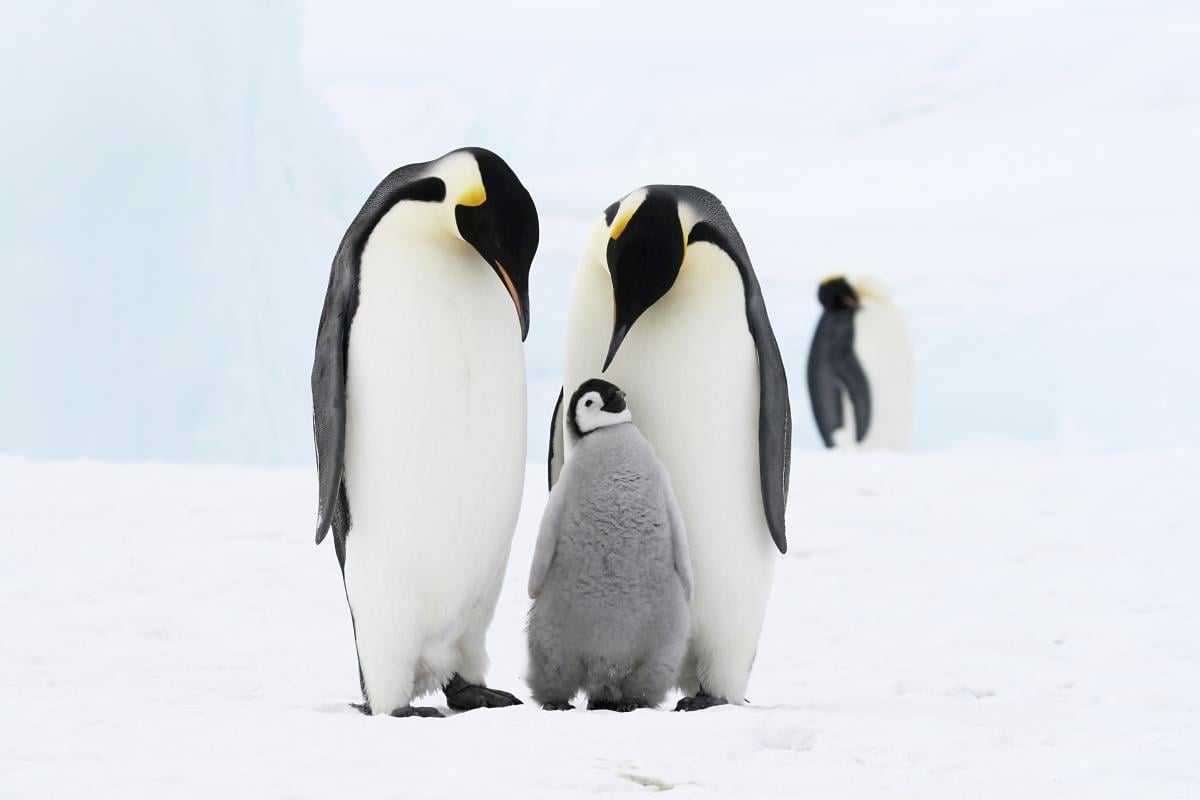 Імператорські пінгвіни особливо вразливі до втрати морського льоду / фото ua.depositphotos.com