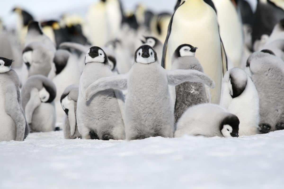 Императорские пингвины являются самыми крупными из 18 видов нелетающих птиц / фото ua.depositphotos.com