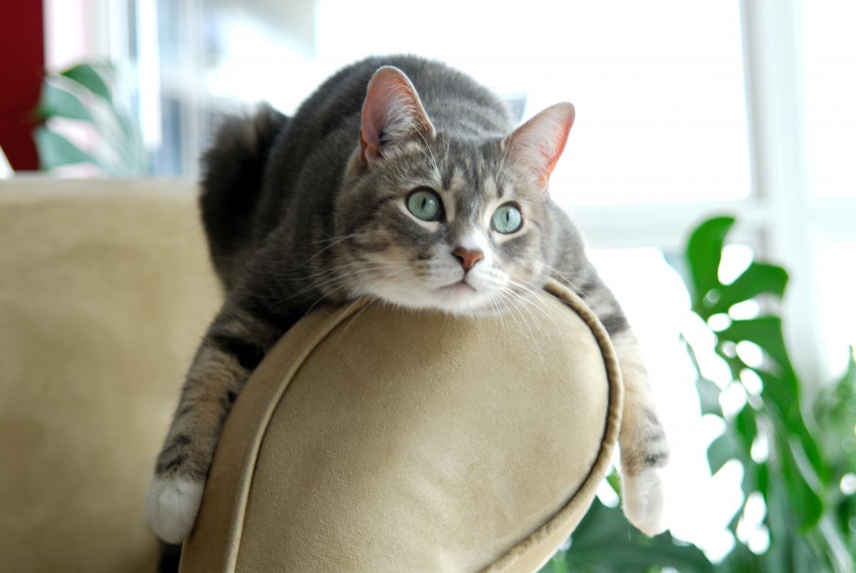 Есть несколько эффективных способов отучить кошку царапать мебель / фото ua.depositphotos.com