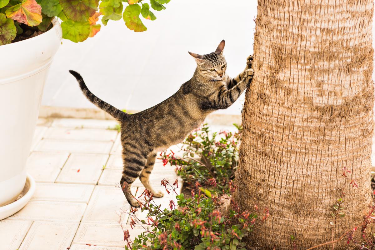 У природі кішки точать кігті об дерева / фото ua.depositphotos.com