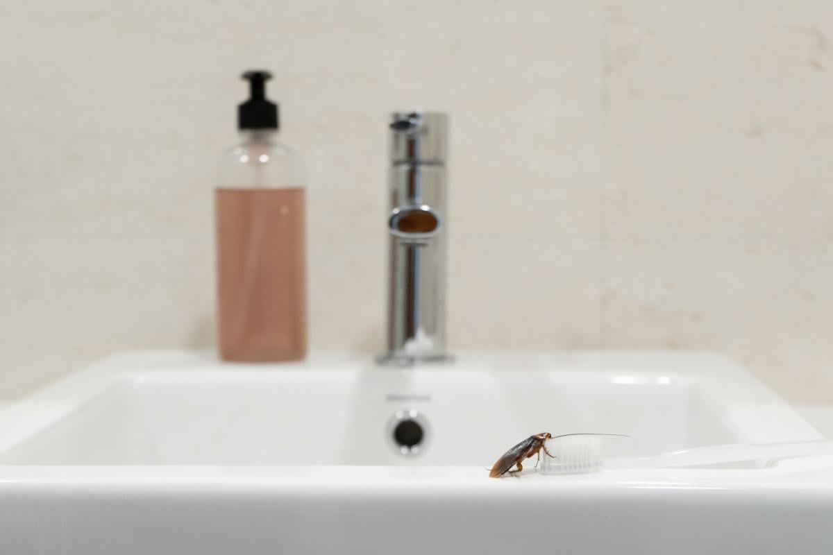 Які комахи можуть з'явитися у ванній / depositphotos.com
