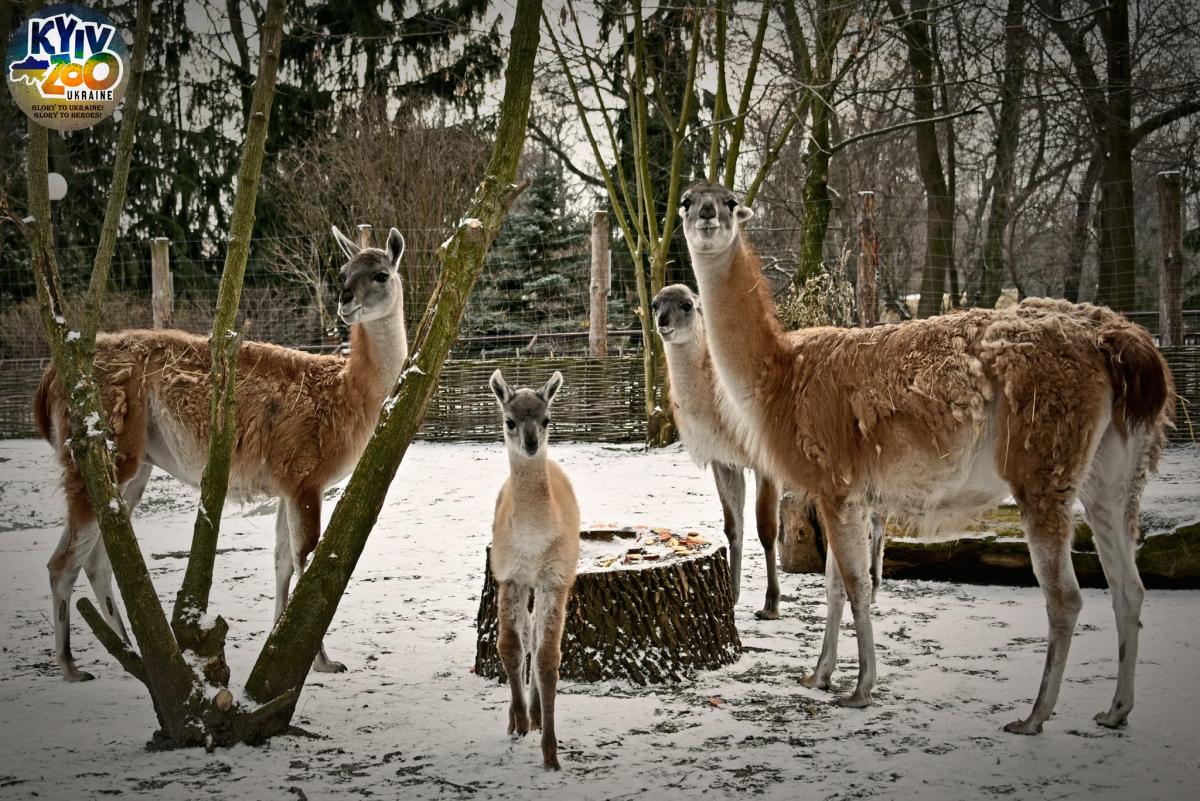Киевский зоопарк показал милую ламу / фото facebook.com/zoo.kyiv.ua